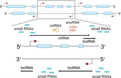 Terminus-Associated Non-coding RNAs: Trash or Treasure?